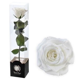 Stabilizovaná růže 30 cm bílá