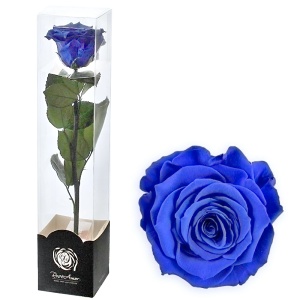 Stabilizovaná růže 30 cm modrá