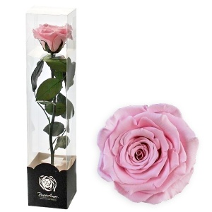 Stabilizovaná růže 30 cm růžová