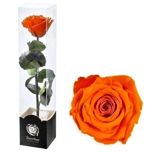 Stabilizovaná růže 30 cm oranžová
