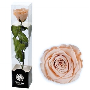 Stabilizovaná růže 30 cm broskvová