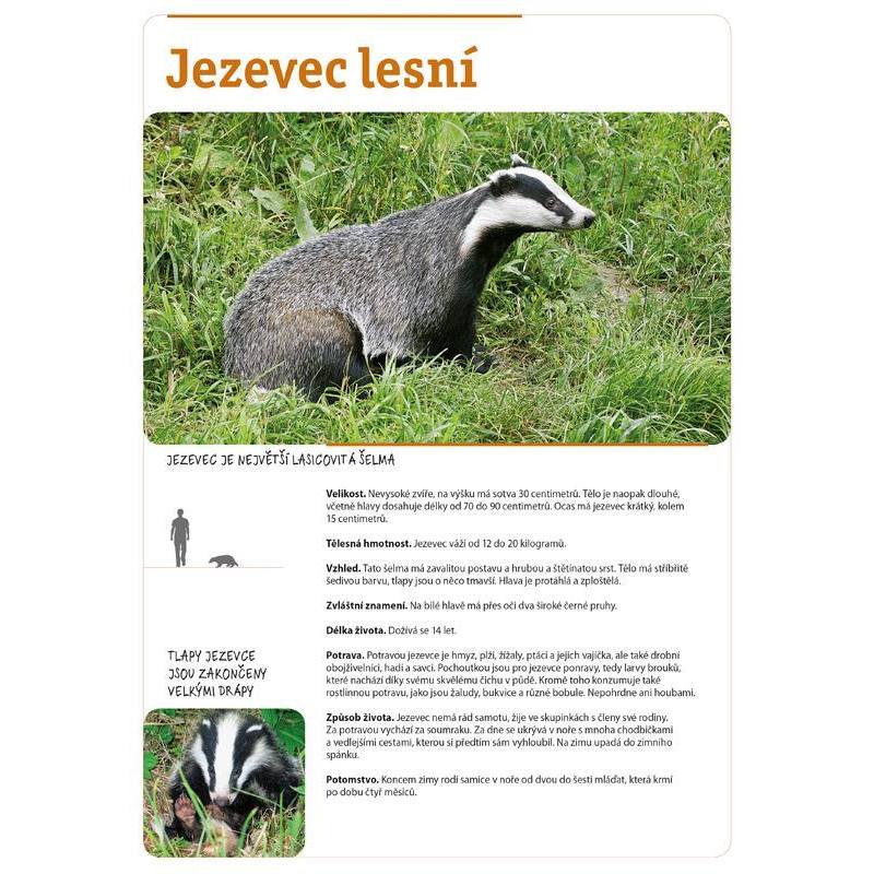 Zvířata našich lesů – kniha s obkreslováním